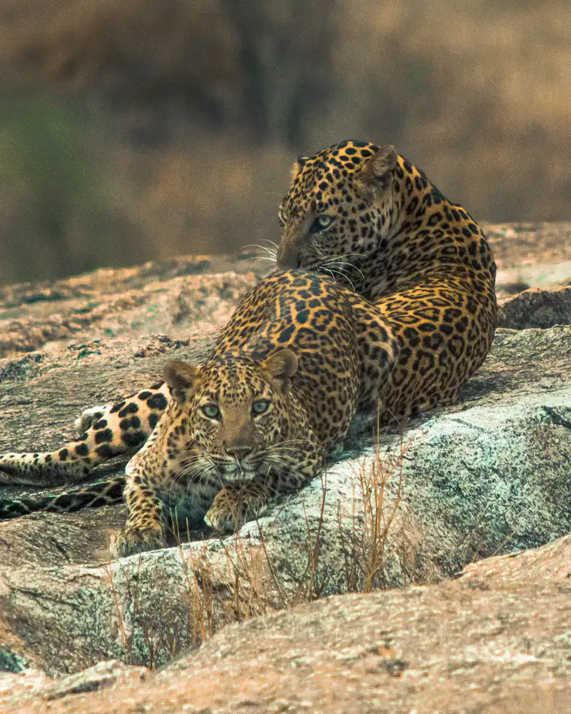 Rajasthan